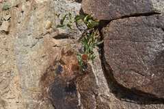 Inula obtusifolia